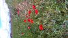 DSC_6465.jpg