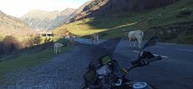 3 Vacas.jpg