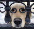 chien.jpg
