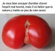 TOMATE.jpg