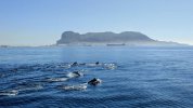 banco-delfines-Penon-Gibraltar-fondo_1810629356_188739318_1200x675.jpg