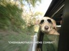CHIEN MOTARD MÊME COMBAT frenchie - copia.jpg