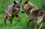 lobos-vuelven-euskadi-alava-carranza-pastores-gorbea.jpg
