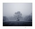 arbol y niebla.jpg