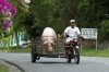 Sidecar-Pig.jpg