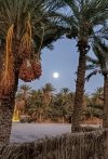 280923_NEFTA_PalmeralLuna_MINI.jpg