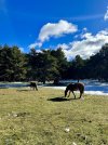 IMG_6530.jpeg