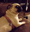 1707685075066.gif