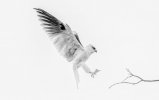 black-shouldered-kite_bcf32712_1800x1200.jpg