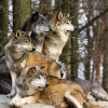 una-manada-de-lobos_a1bdc315_480x480.jpg