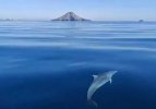 delfin-kLtC-U22067799917I7F-758x531@La Verdad.jpg