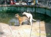 perro.jpg