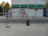 SDC11755PISTA.jpg