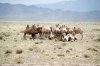 28-mongoliacamellos.jpg