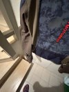 IMG_0091.jpeg