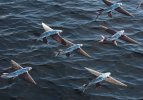 peces-voladors-k4zC-U2201345086671vsH-758x531@Ideal.jpg