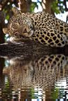 La pose humana de este leopardo africano..jpg