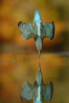El fotógrafo Alan McFadyen.png