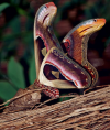 Las alas de la polilla del atlas imitan la presencia de dos cobras gemelas que vigilan su espa...png