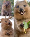 El Quokka. Posiblemente el animal más feliz de la Tierra..png