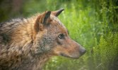 ejemplar-de-lobo-iberico.jpeg