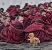 2. ¡Cachorro! Es una reacción universal.jpg