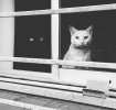3 Ojos sin gato.jpg
