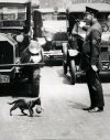 5 Un policía detiene el tráfico para que un gato lleve a sus crías al otro lado de la calle, N...jpg