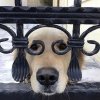 7. Me encantan estas gafas, me pregunto dónde las consiguió..jpg