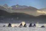 naturepl-01732641_00000000_241118154756_960x640.webp