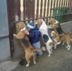 8  Quién soltó a los perros.jpg