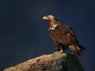 f.elconfidencial.com_original_5fe_36e_454_5fe36e454fc4d9e5242705a89ac9c1f9.jpg