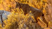 lince-iberico-1024x576.jpeg