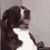 IMG_0292.gif