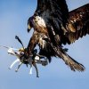 La imagen del siglo... Naturaleza derrota Tecnología.jpg