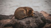 un-gato-durmiendo-sobre-una-roca_de7e.jpg