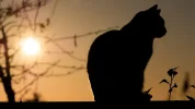 nuevo-color-gato-esta-desafiando-expectativas-geneticas_60.webp