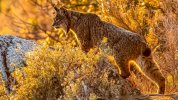 lince-iberico.jpg