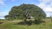 arbol-2jpg.jpg
