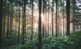 una-imagen-de-archivo-de-un-bosque.jpeg