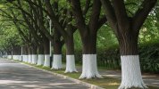 conoce-para-que-sirve-pintar-de-blanco-los-troncos-de-los-arboles-foto-ilustrativa-generada-co...jpg