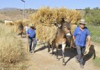 practica-agricola-kaLD-U2302295311739pHF-758x531@Ideal.jpg