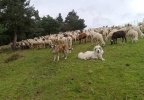 rebano-kIvG-U2302760510236lGG-758x531@La Rioja.jpg