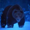 Niko Pekonen. Oso marrón caminando en la nieve a la hora azul. Finlandia..jpg