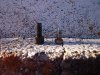 DSC_0520.jpg