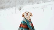 pexels-naomisalome-perro-nieve-manta.r_d.1383-1919.jpeg