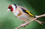 un-jilguero-europeo-carduelis-carduelis.jpeg
