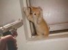 Gato-Suicida.jpg