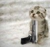gatinho-suicida-300x282.jpg
