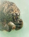 Tigre.jpg